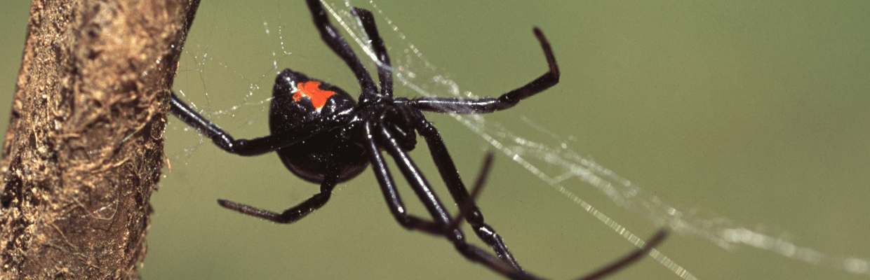 Black Widow Spider on Web