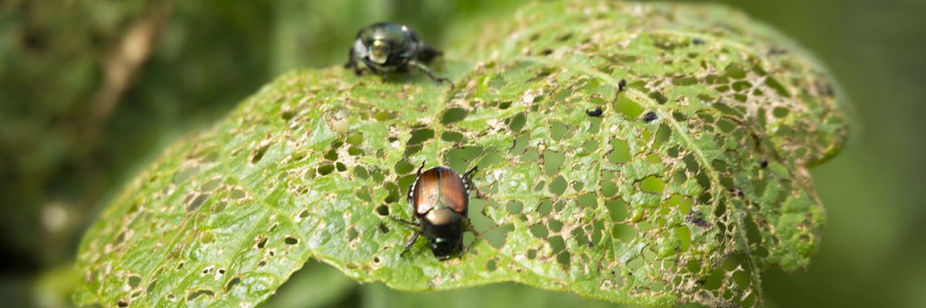Close-up of a green, hole-riddled leaf damaged by insects—a shiny green beetle and a reddish-brown one crawl across it. Such scenes inspire thoughtful landscaping and landscape design that supports healthy, insect-friendly gardens.