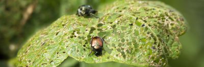 Close-up of a green, hole-riddled leaf damaged by insects—a shiny green beetle and a reddish-brown one crawl across it. Such scenes inspire thoughtful landscaping and landscape design that supports healthy, insect-friendly gardens.