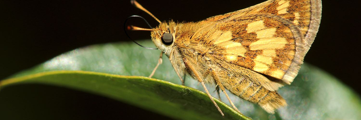 Moth Extermination Moth Control & Treatment For Clothes Moths