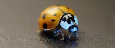 Asian Beetle Control in Minnesota