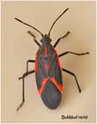 Twin Cities Home Insect Control