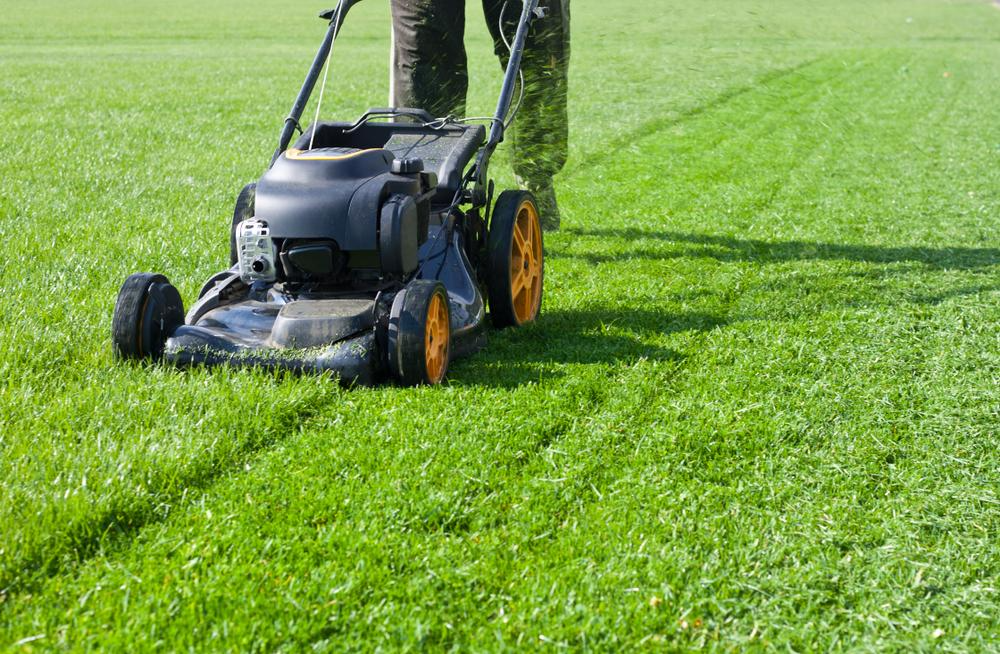 yard and lawn maintenance