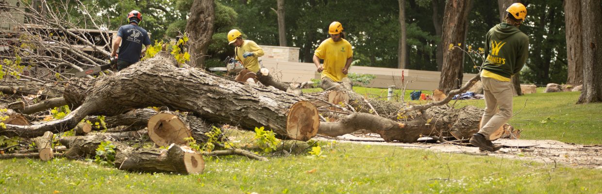 tree removal in the twin cities, mn