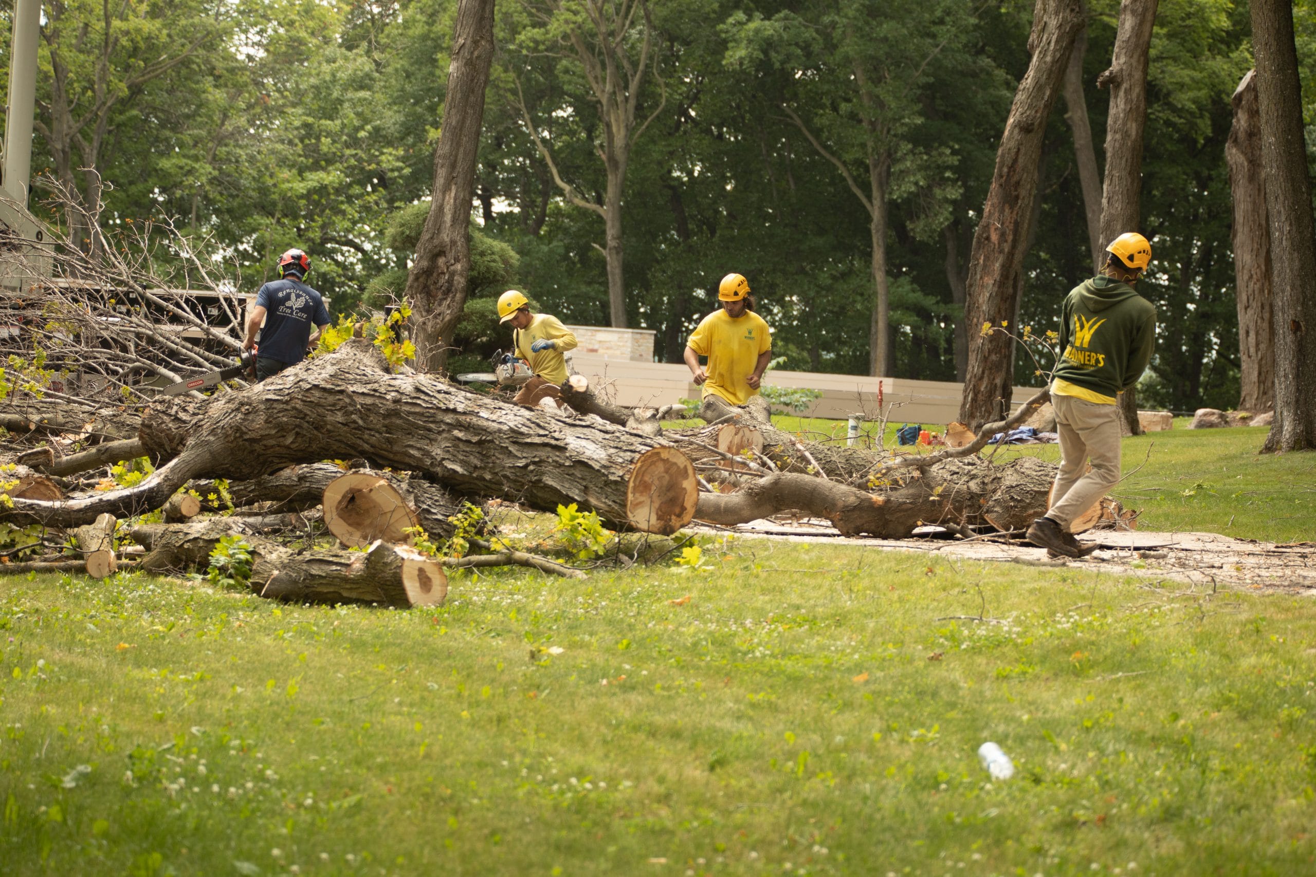 Tree Removal Services in the Twin Cities, MN